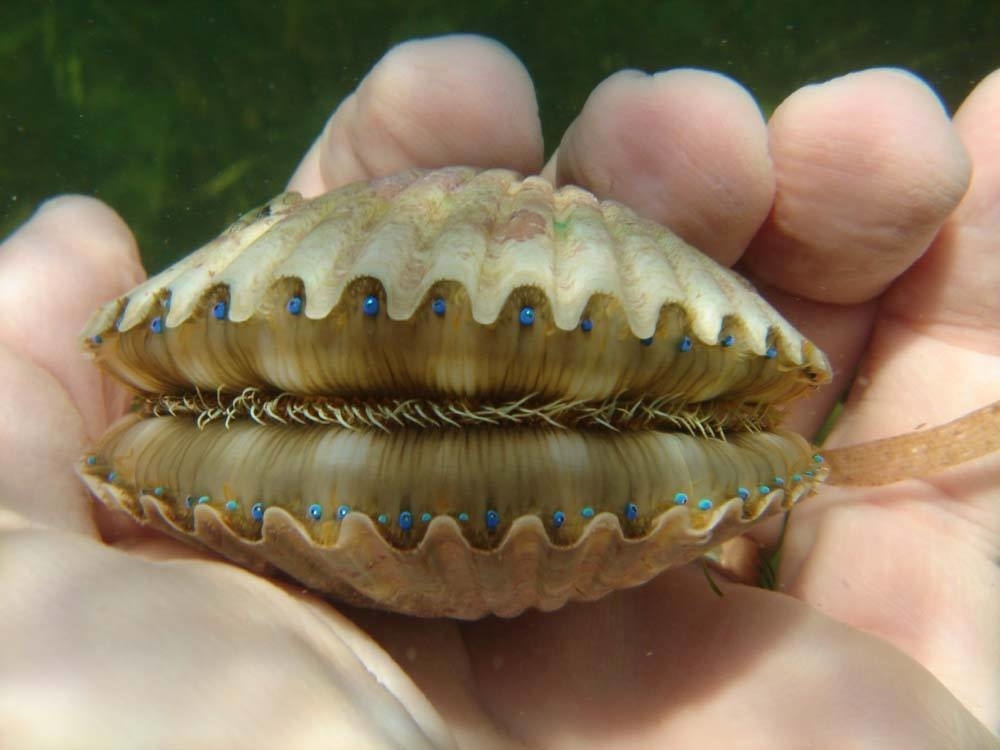 The small eyes can be seen on their body directly underneath their shell; there are several of them side by side along the length of the body