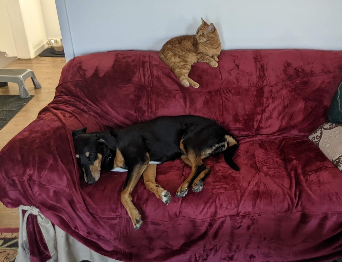 Got my old man a squishmallow bed. He has been sleeping for hours. Happy  dog life. : r/Dachshund