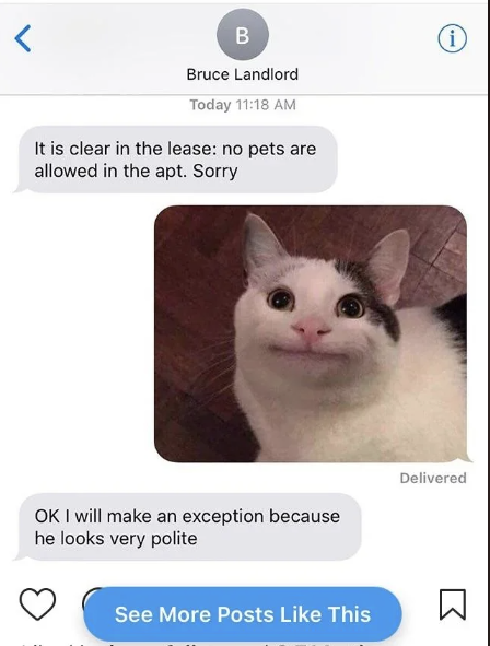 cute cat photo sent to the landlord who originally said no pets