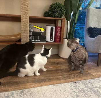 the reviewer's three cats surrounding the camera which is placed on a shelf