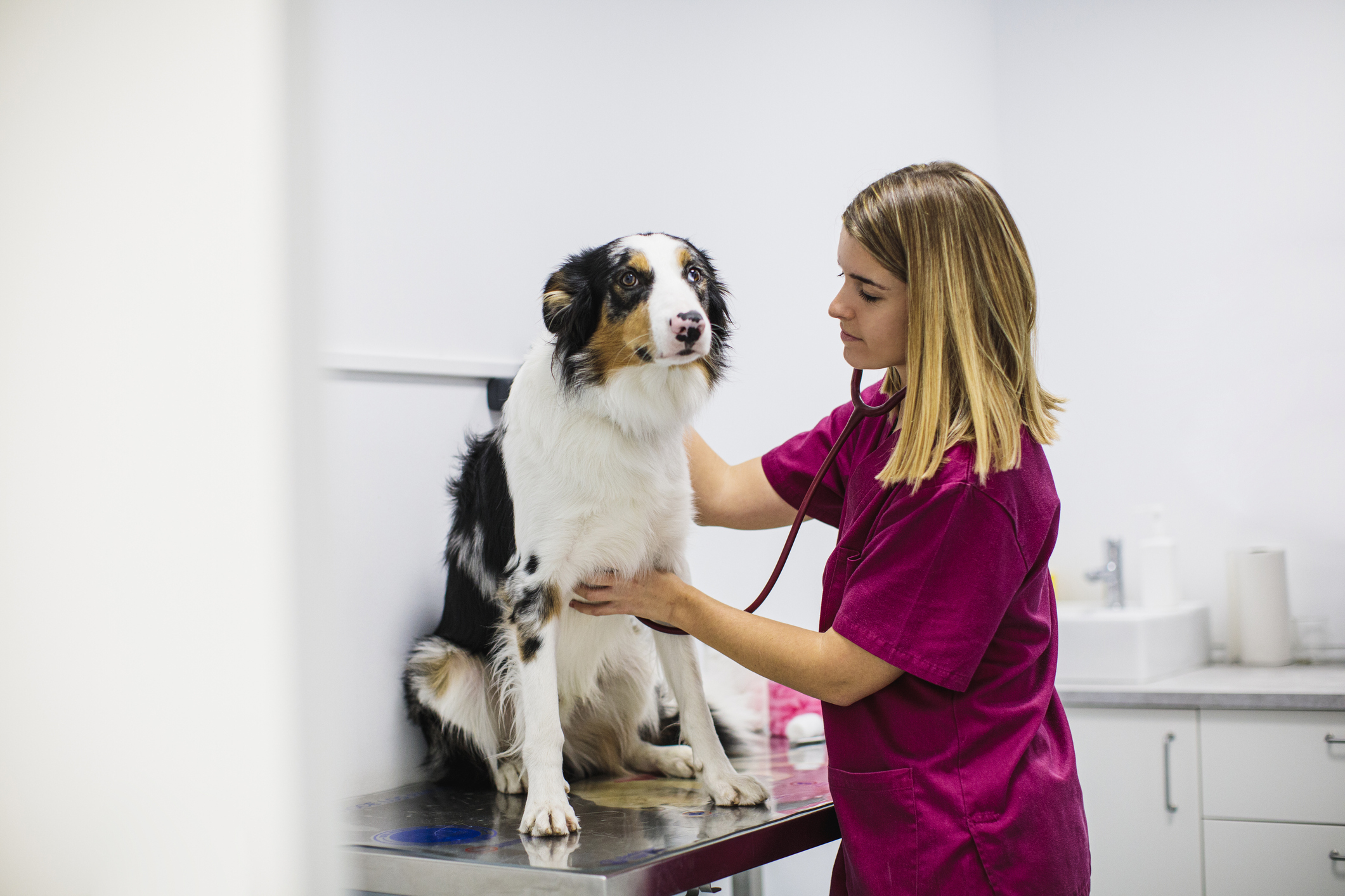 A vet working with a dog