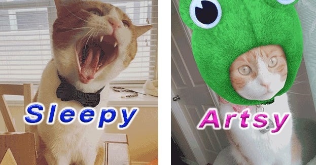 Plan A Full Day Of Fun And I Ll Pair You With One Of My Cat S Many Moods