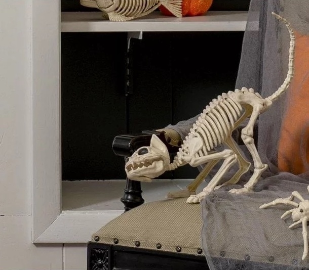 the 7-inch cat skeleton posed on a chair