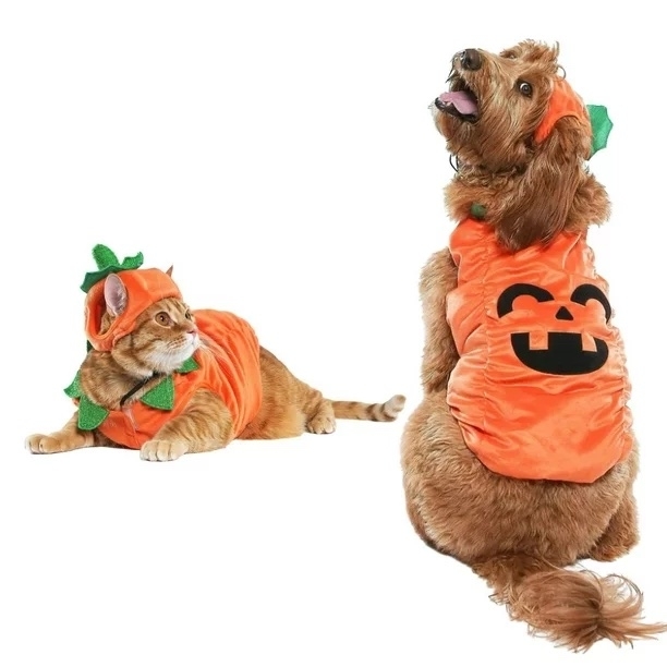 a dog and a cat wearing the pumpkin costume