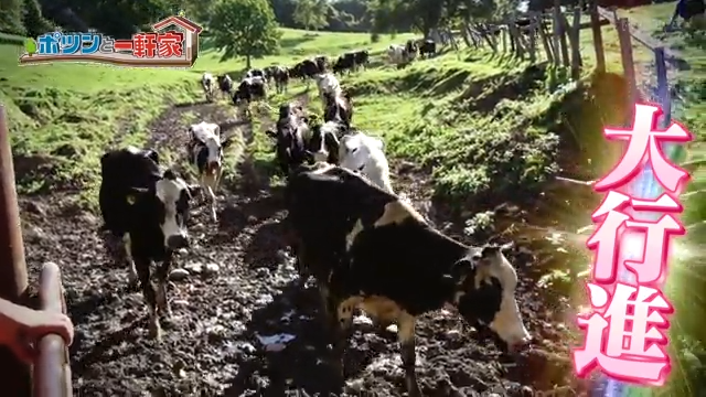 ポツンと一軒家 牛の大行進