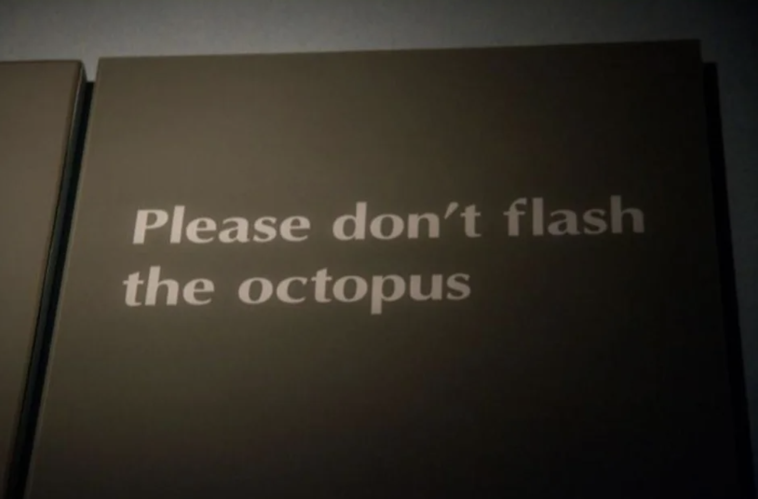 "Please don't flash the octopus"