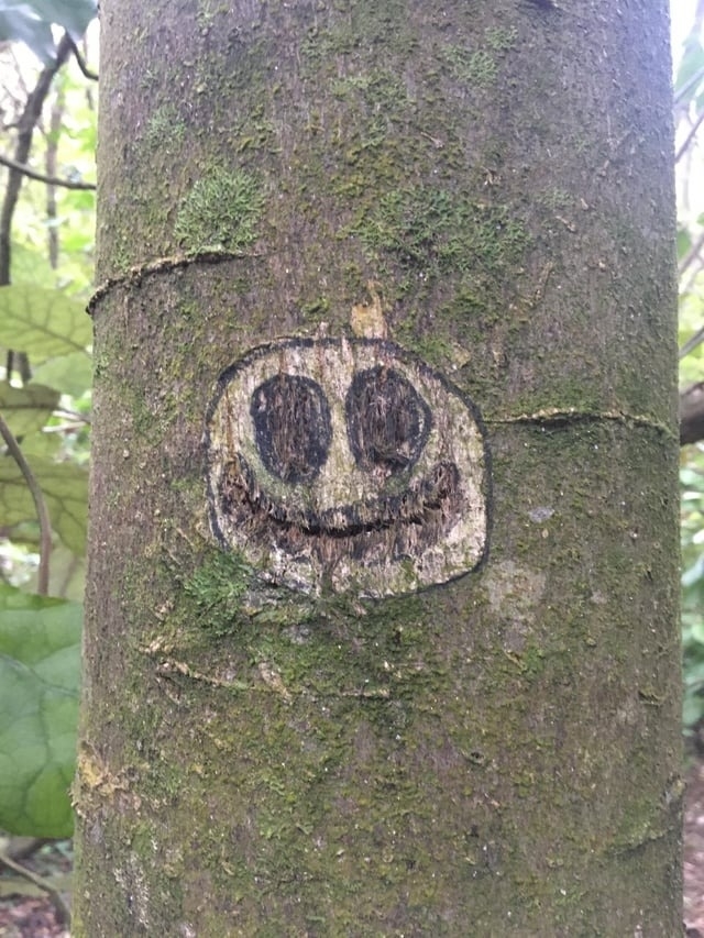 A face carved into a tree