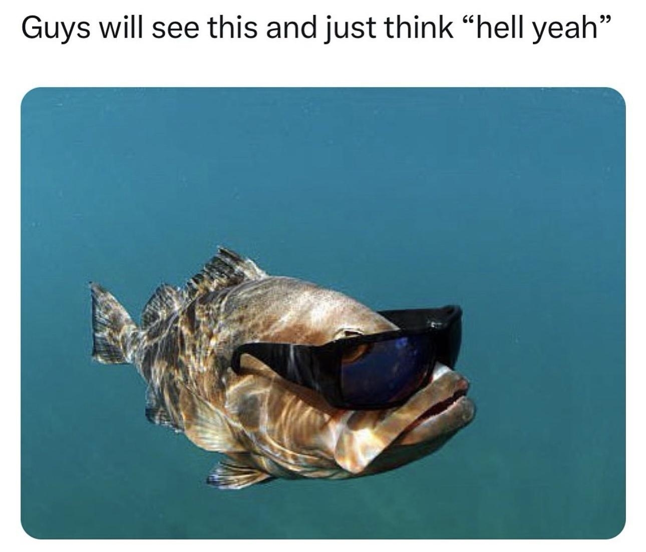 fish with sunglasses