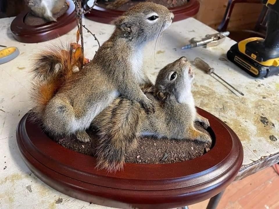 Two taxidermied squirrels