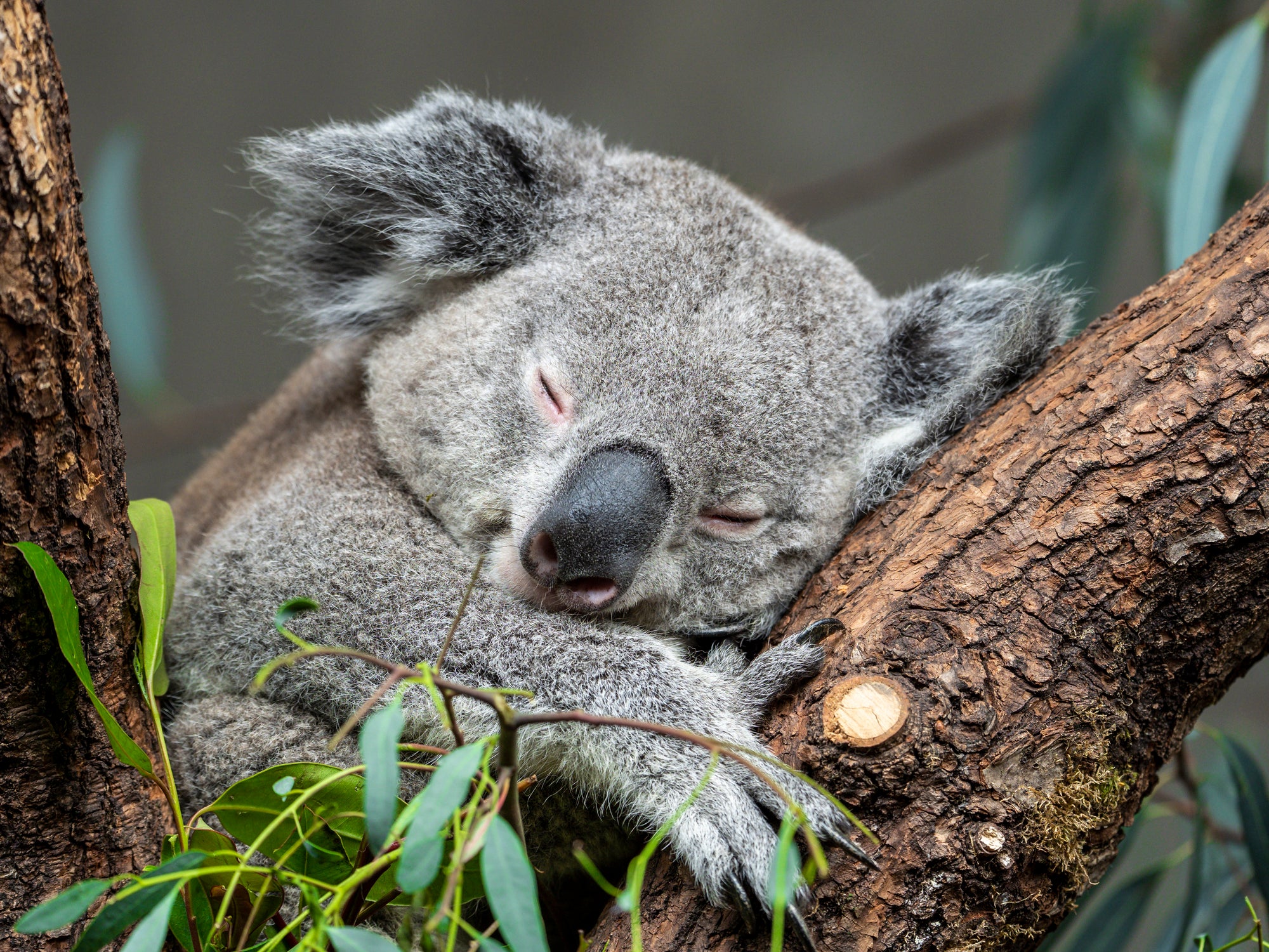 Koala sleeping.