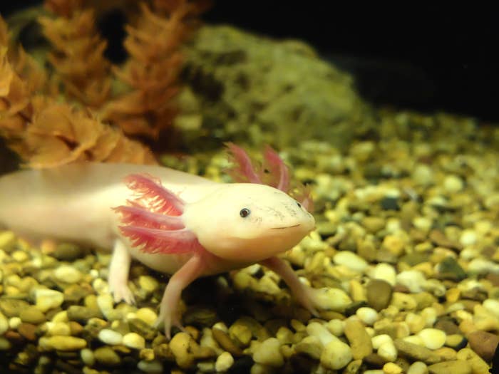 Axolotl on rocks.