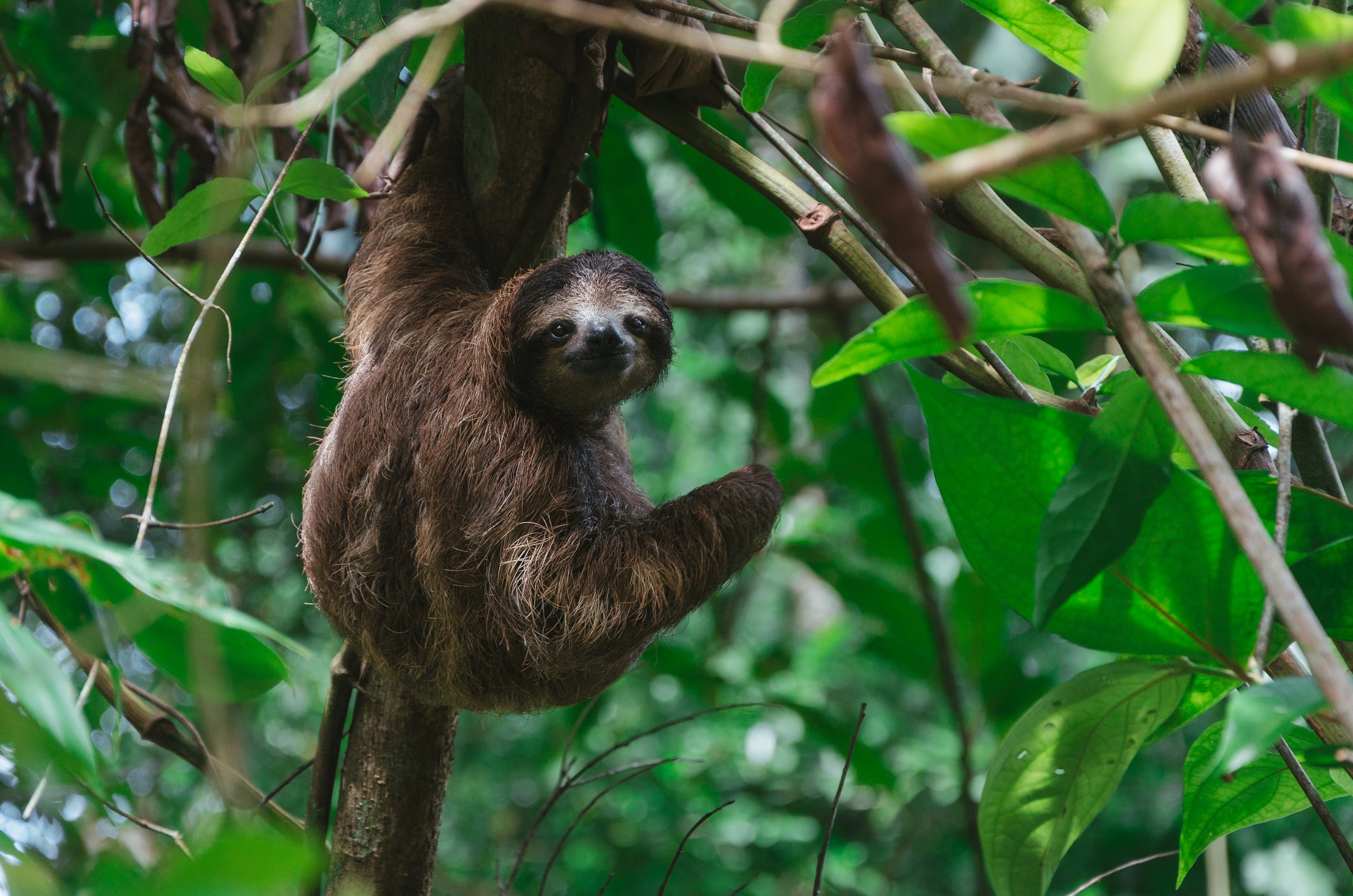 Sloth hanging from a tree.