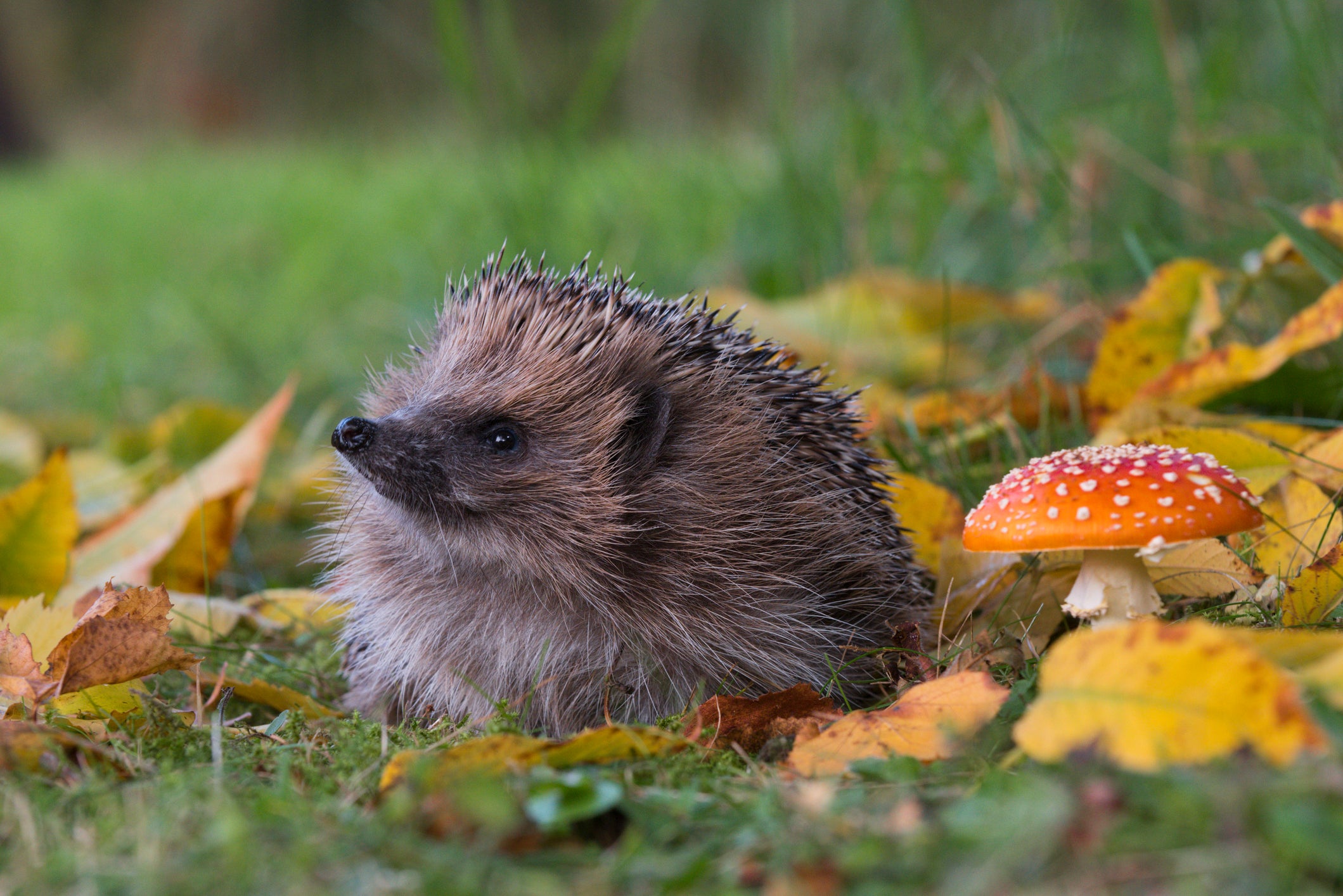 Hedgehog amongst mushrooms.