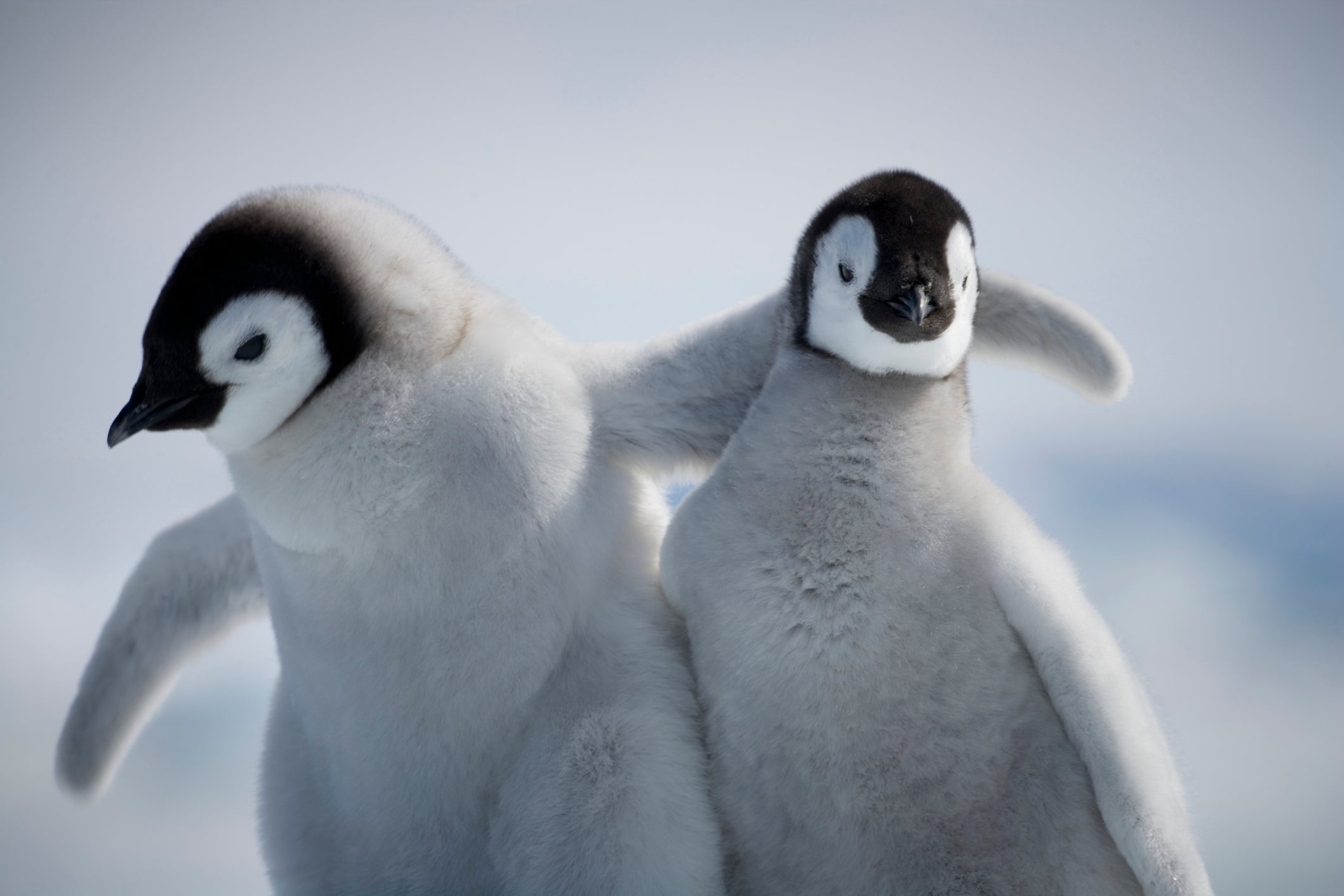 Two baby emperor penguins.