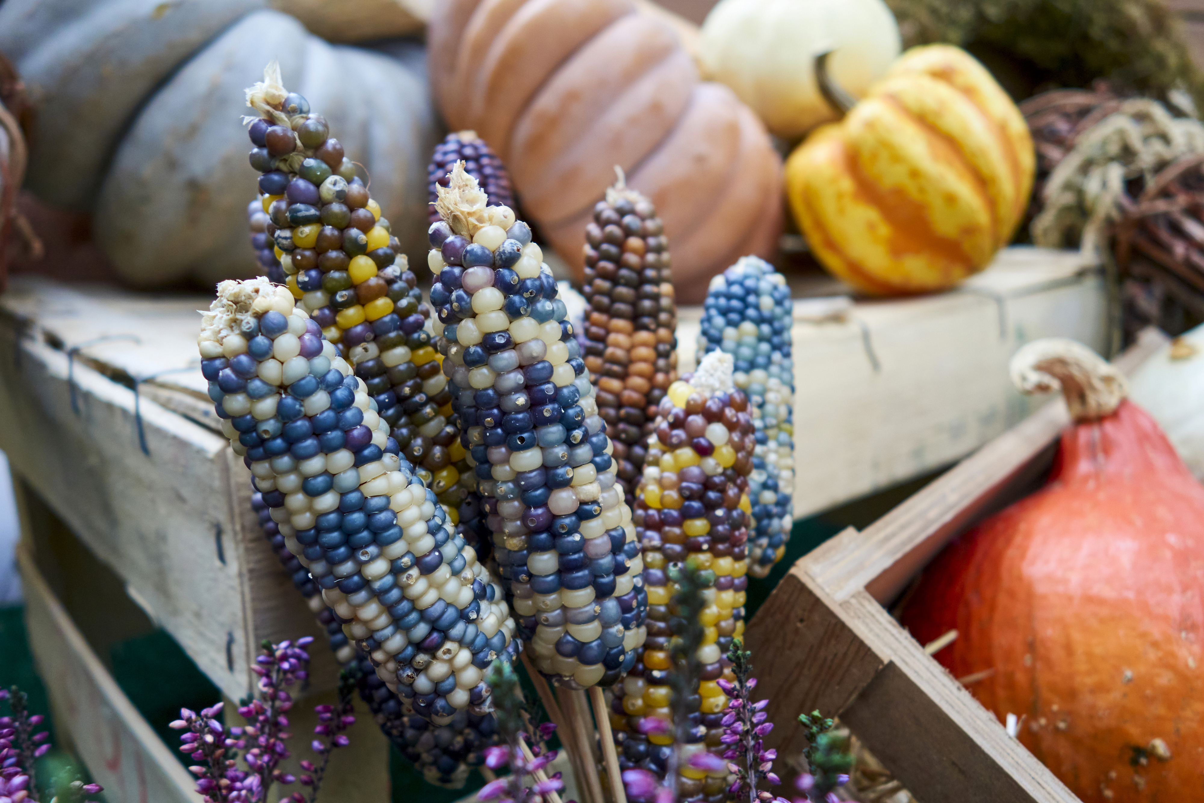 multicolored decorate ears of corn