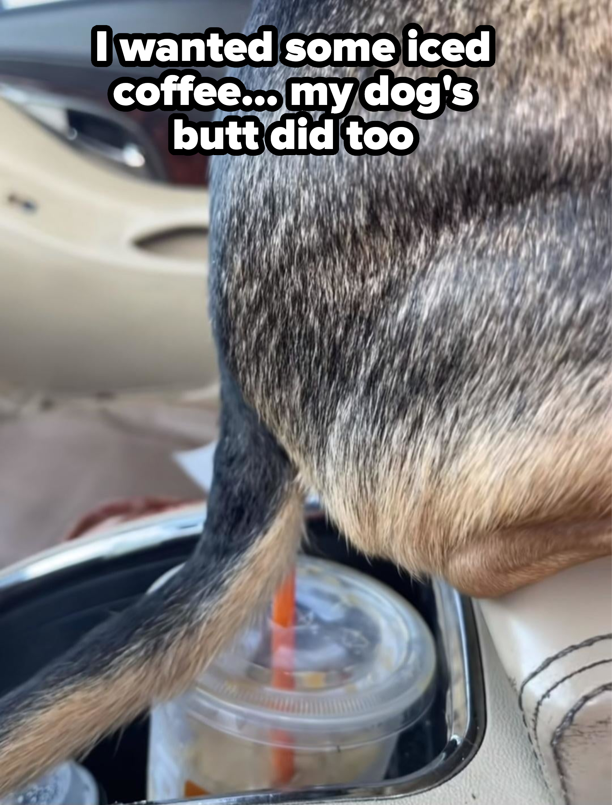 A straw in a cup right below a dog&#x27;s butt