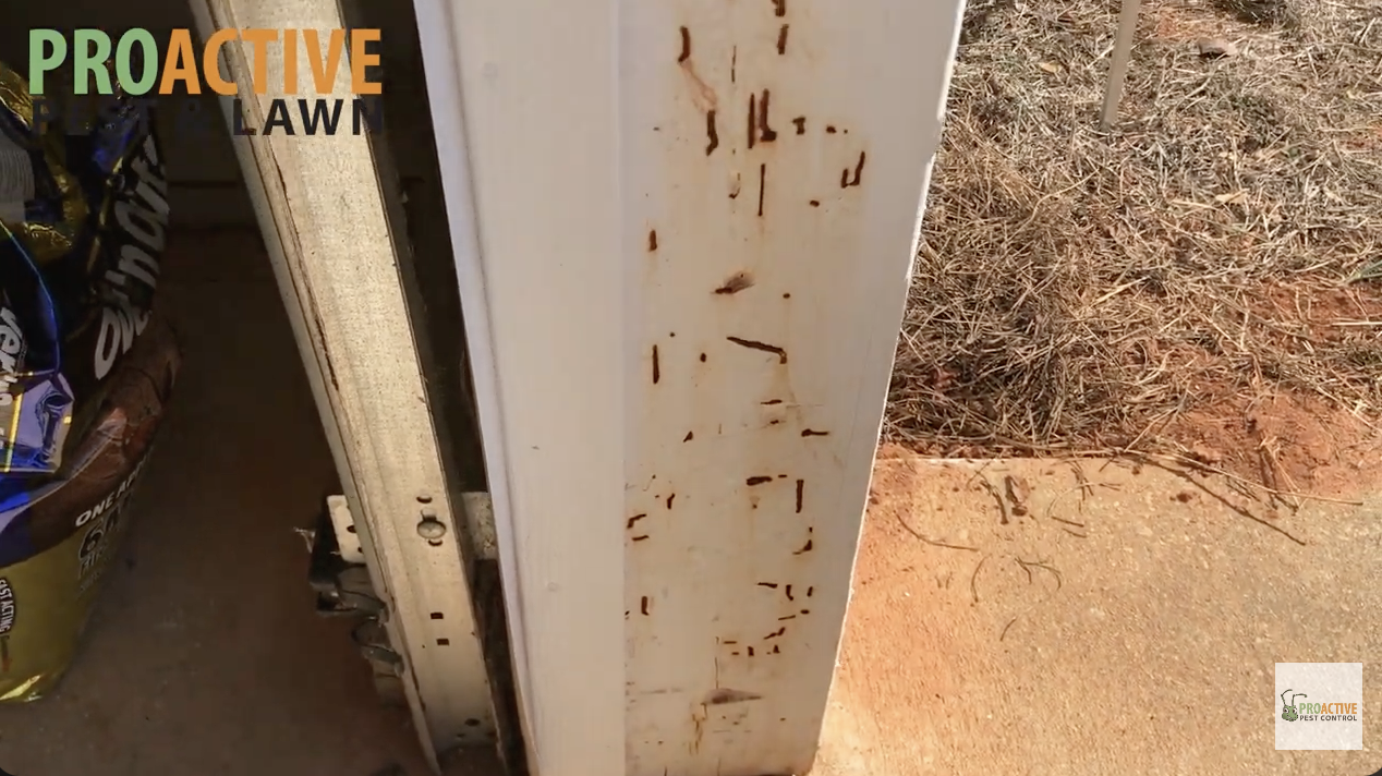 termite damage on a wall in a garage
