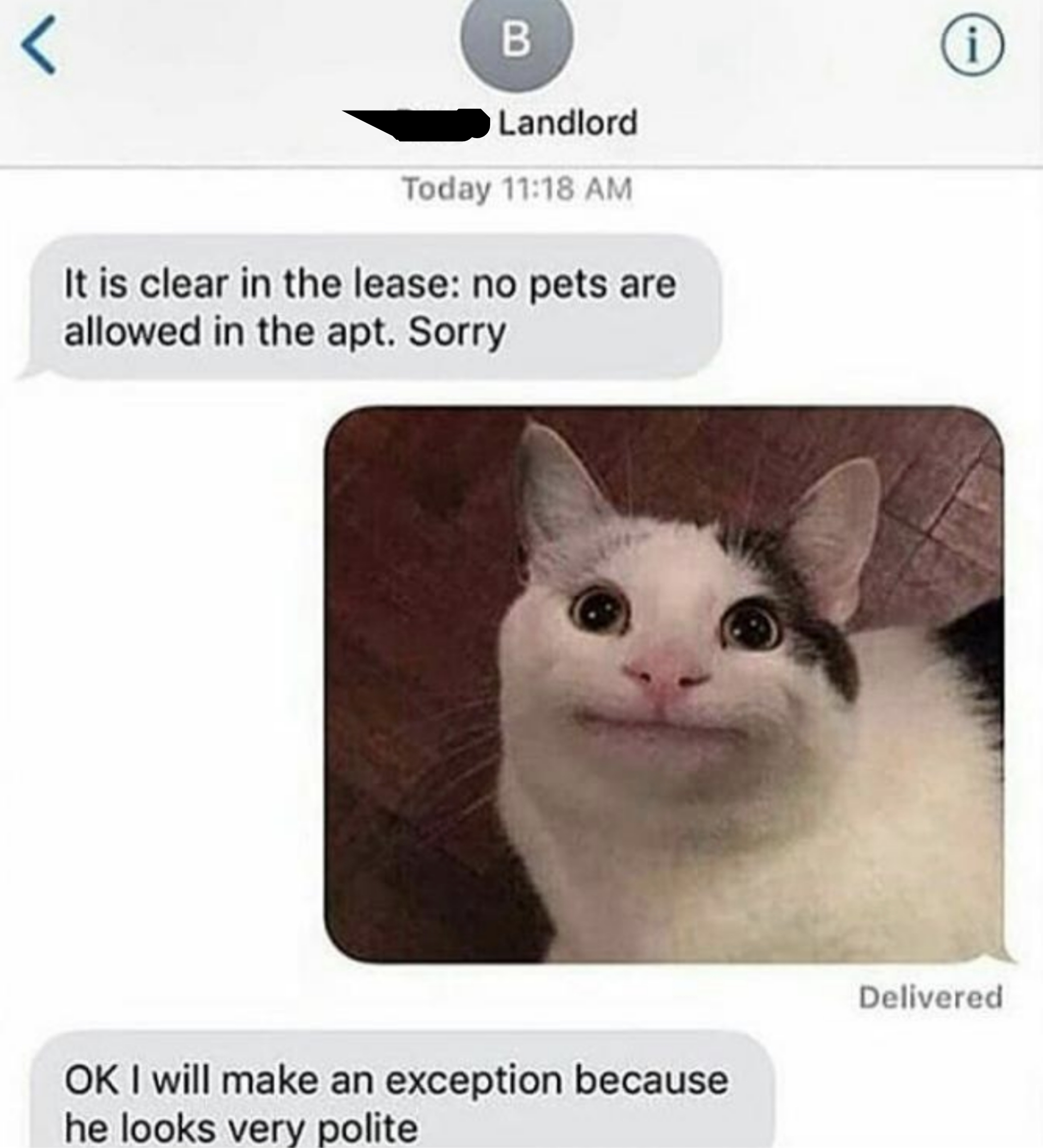 landlord allowing the cat because he looks polite