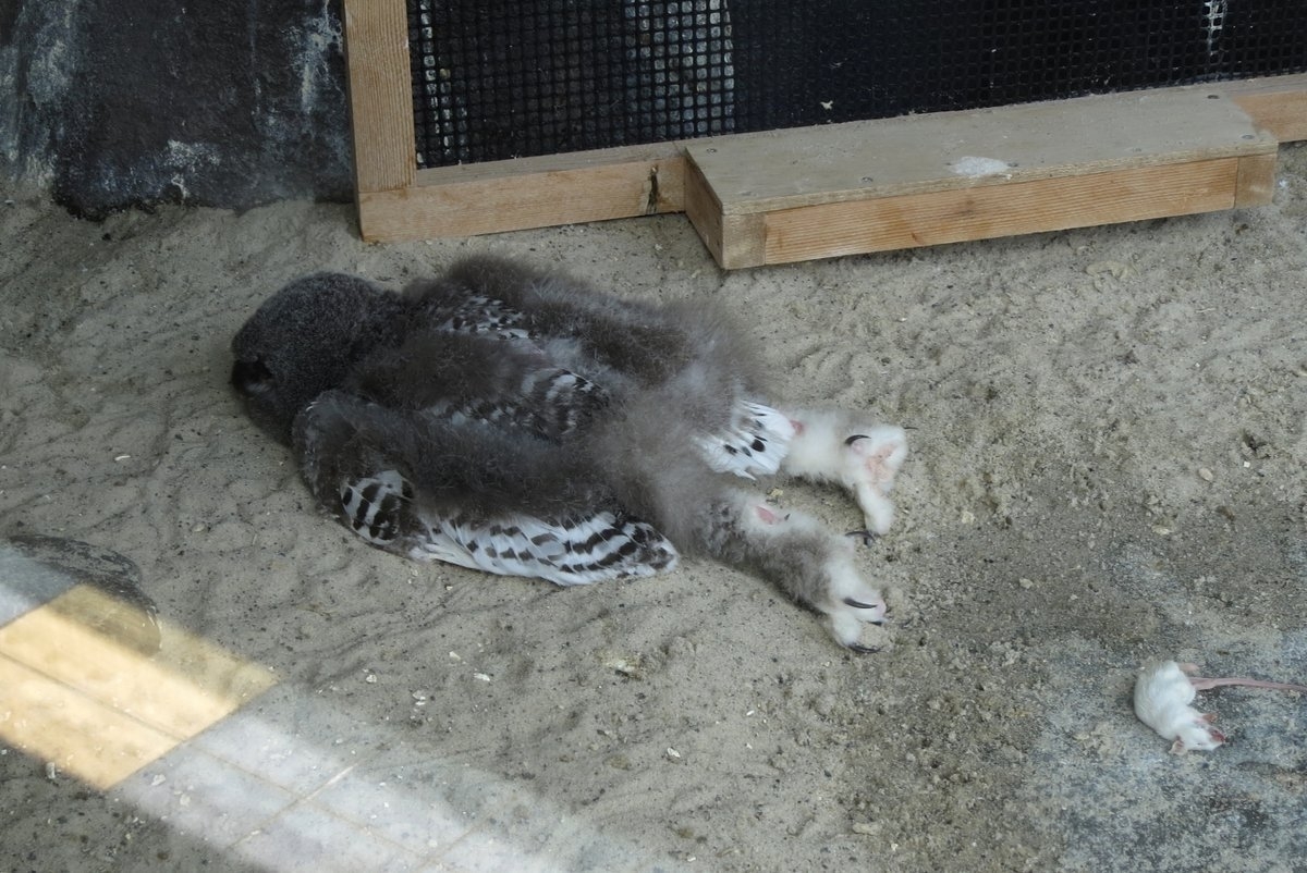 Baby owl lying flat facedown on sand or dirt