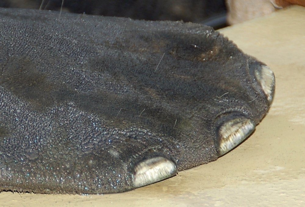 Close-up of a manatee&#x27;s flipper, showing what look like toes and small hairs on the rough surface