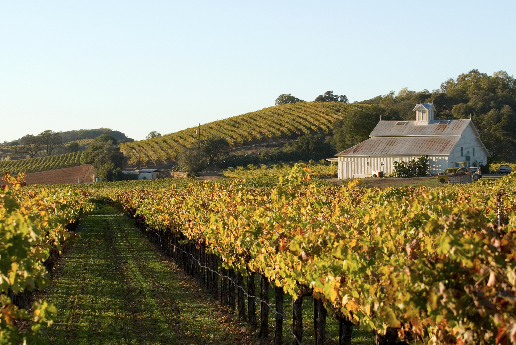 Yellowing leaves of a vineyard and a white barn.