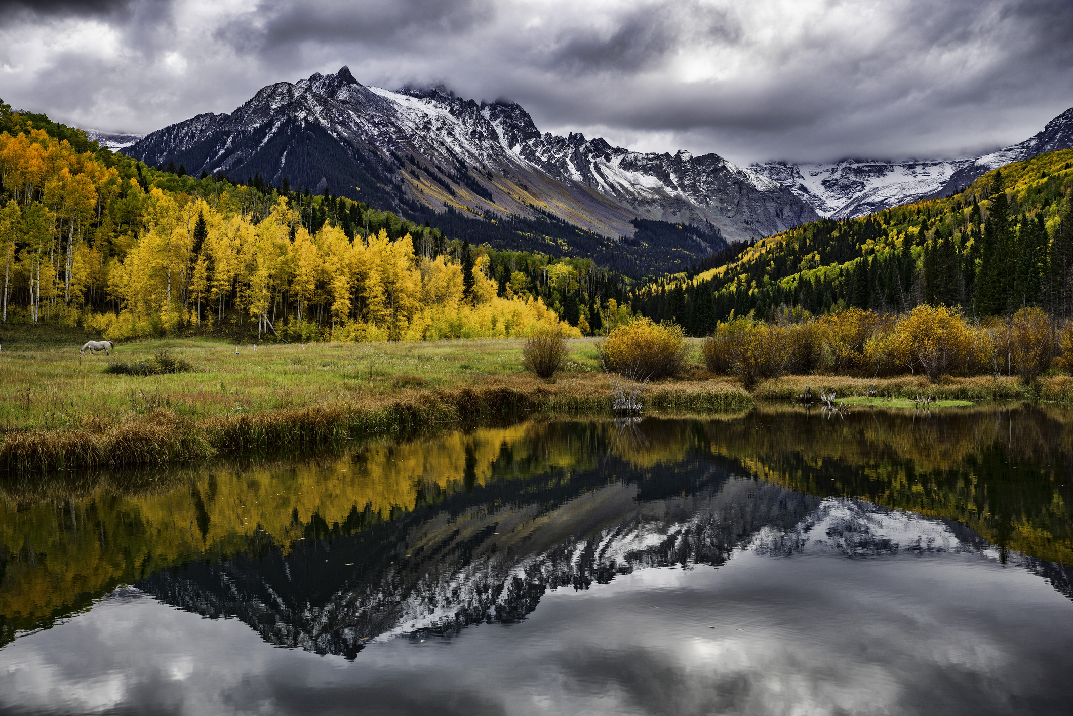 Yellow aspens in front of a snow-capped mountain.