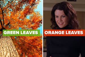 A tree with autumn leaf colors on it next to an image of Lorelai Gilmore in a turtleneck