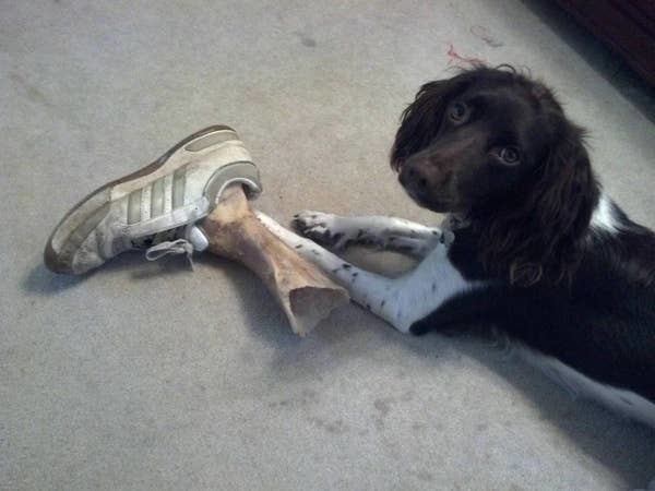 A dog with its toy in a shoe
