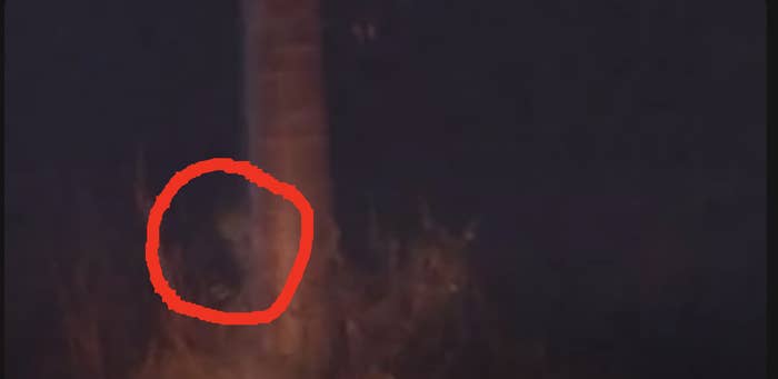 A dark image shows an unexplained figure in the woods