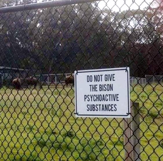 do not give bison psychoactive substances
