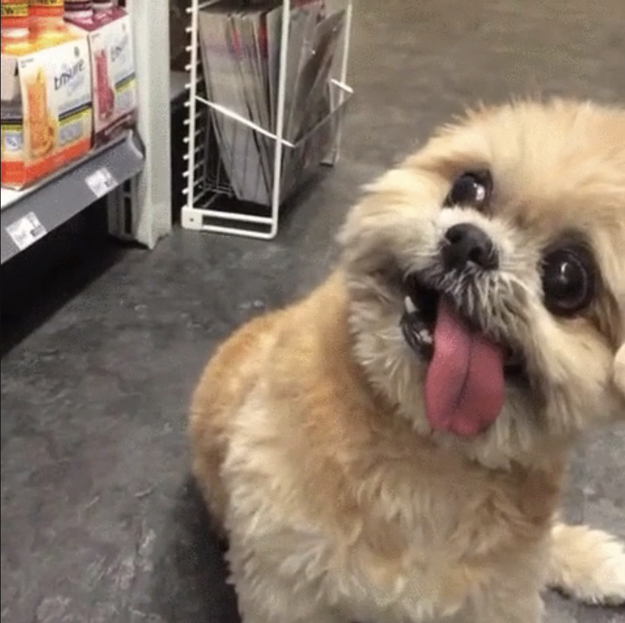 Small funny dog on the floor of a grocery store