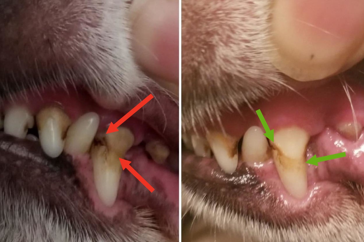 Comparison of reviewer's dog's teeth showing the water additive lightened the brown plaque stains noticeably