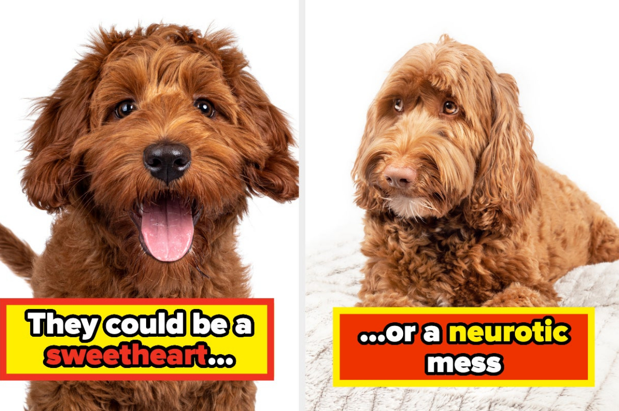 Professionals Who Work With Dogs Reveal Which Breeds To Avoid