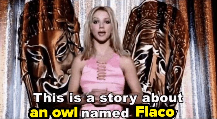 britney spears with her lyrics changed to  this is a story about an owl named flaco