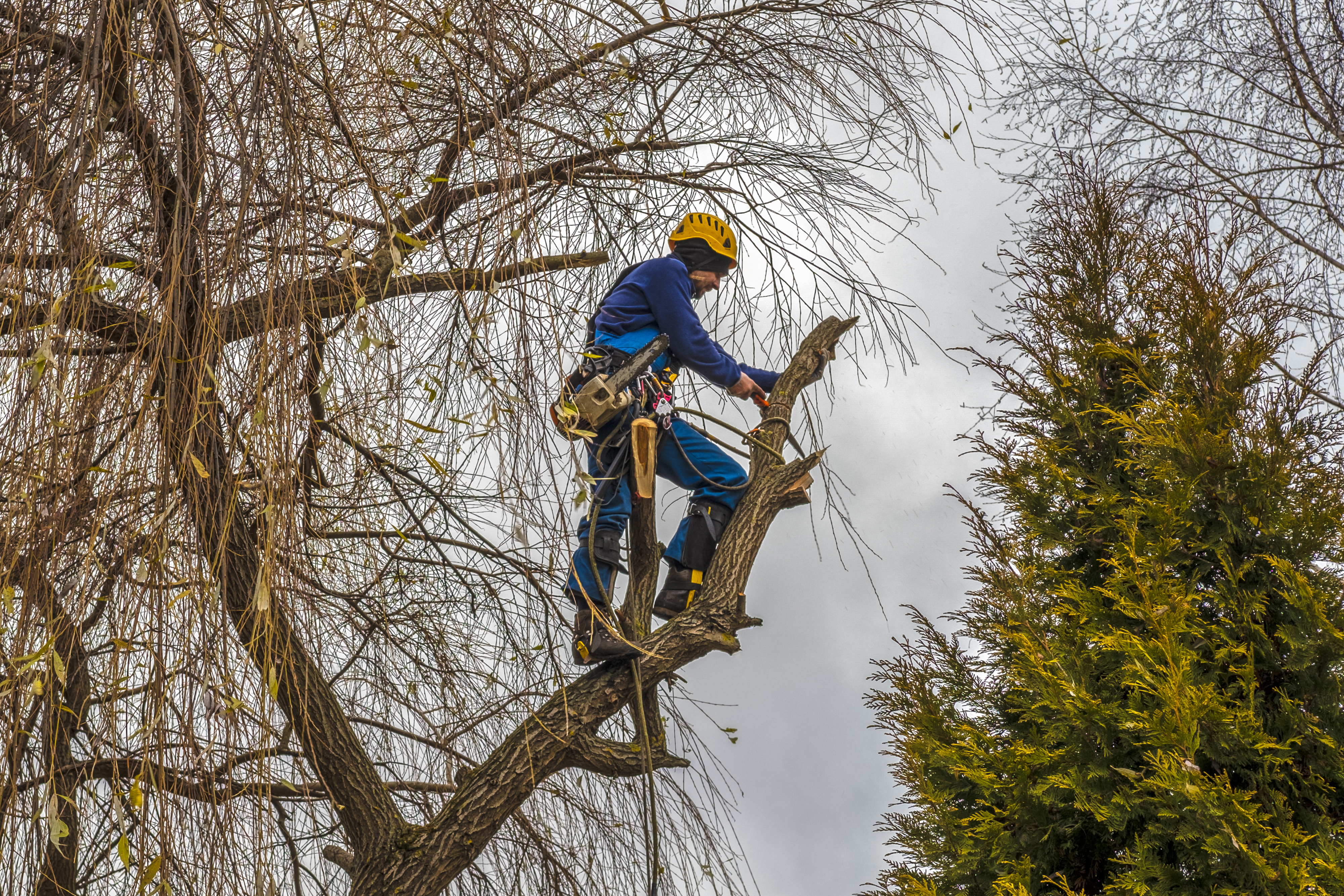 Person in tree, cutting down limbs and branches