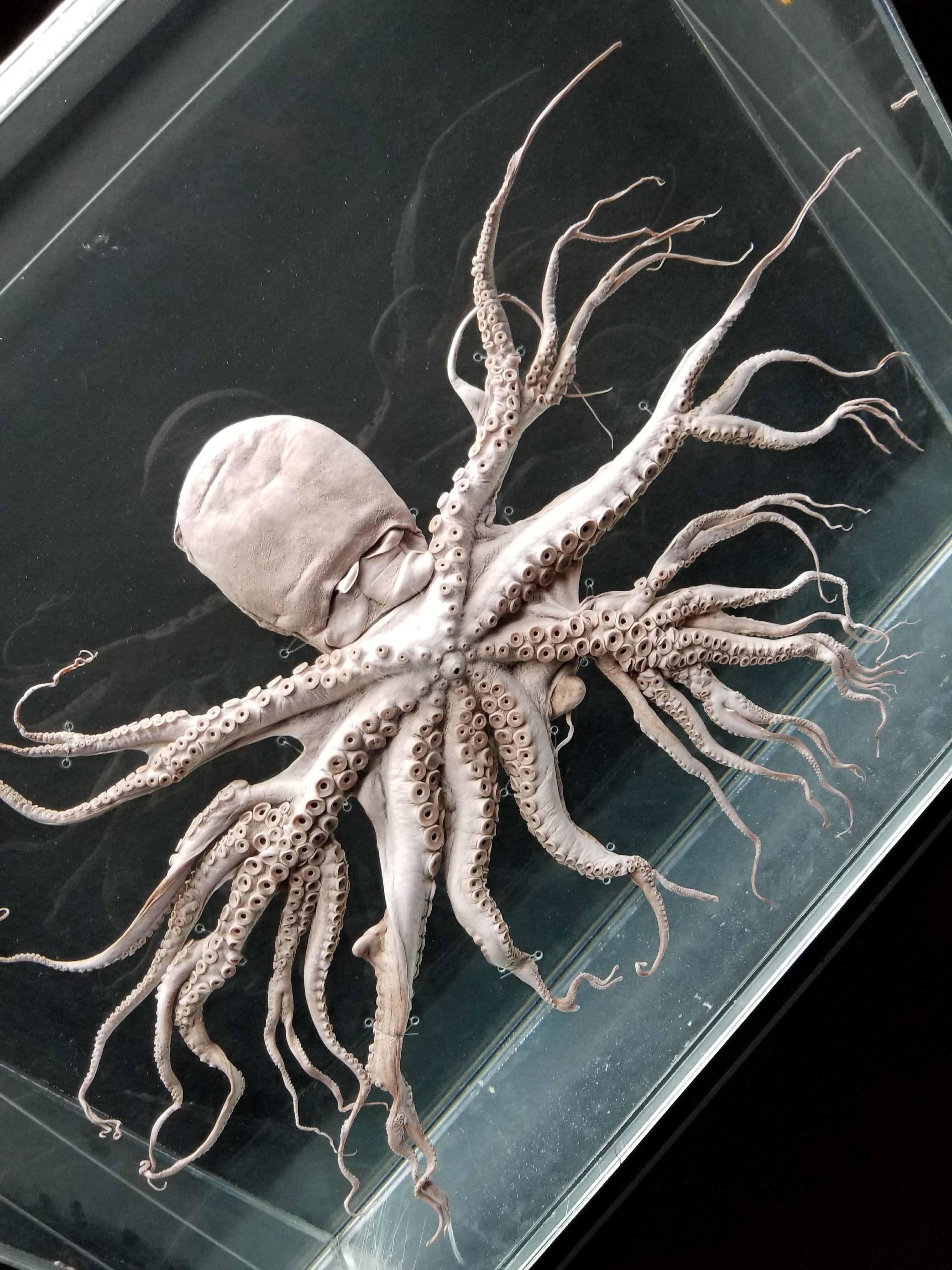 An octopus with split tentacles