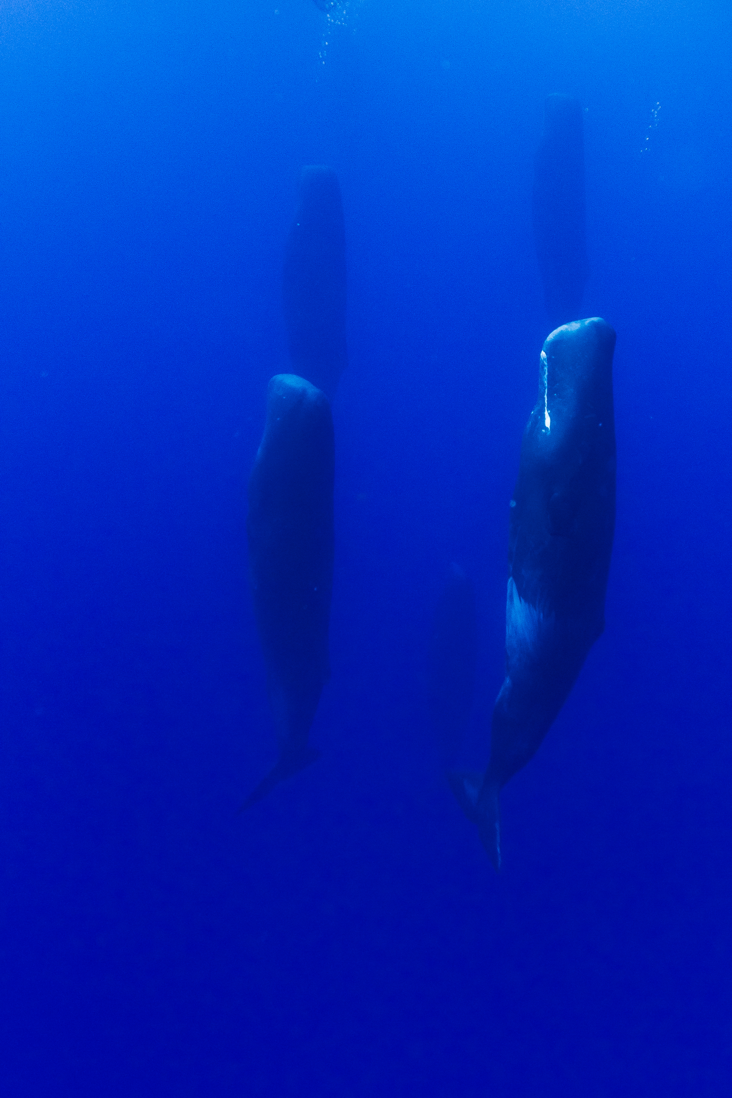 Two whales in the water lying vertically next to each other