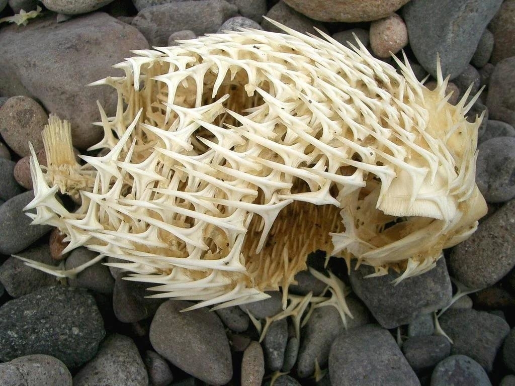 a puffer fish skeleton
