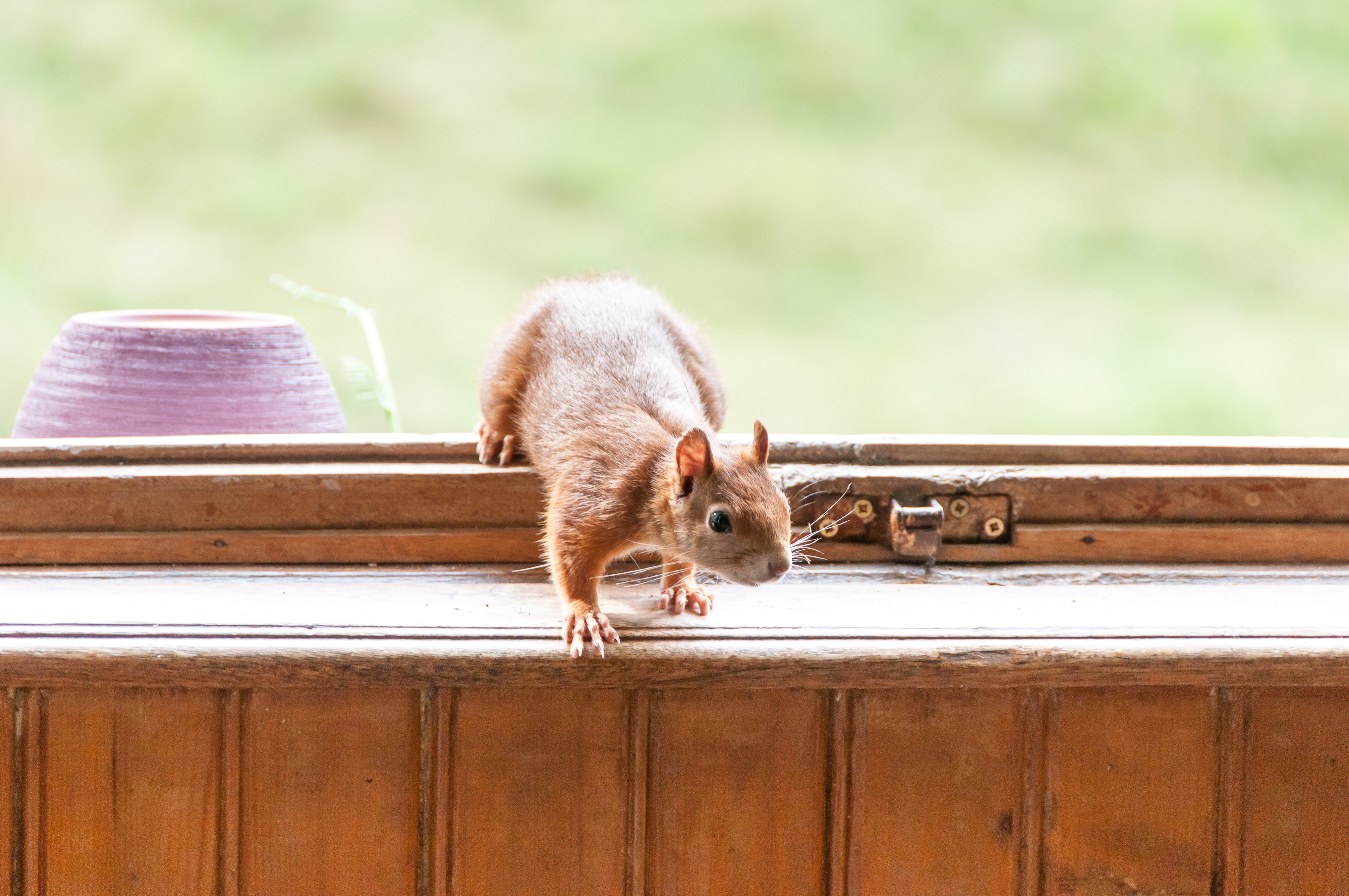 A squirrel inside a house at the windowsill