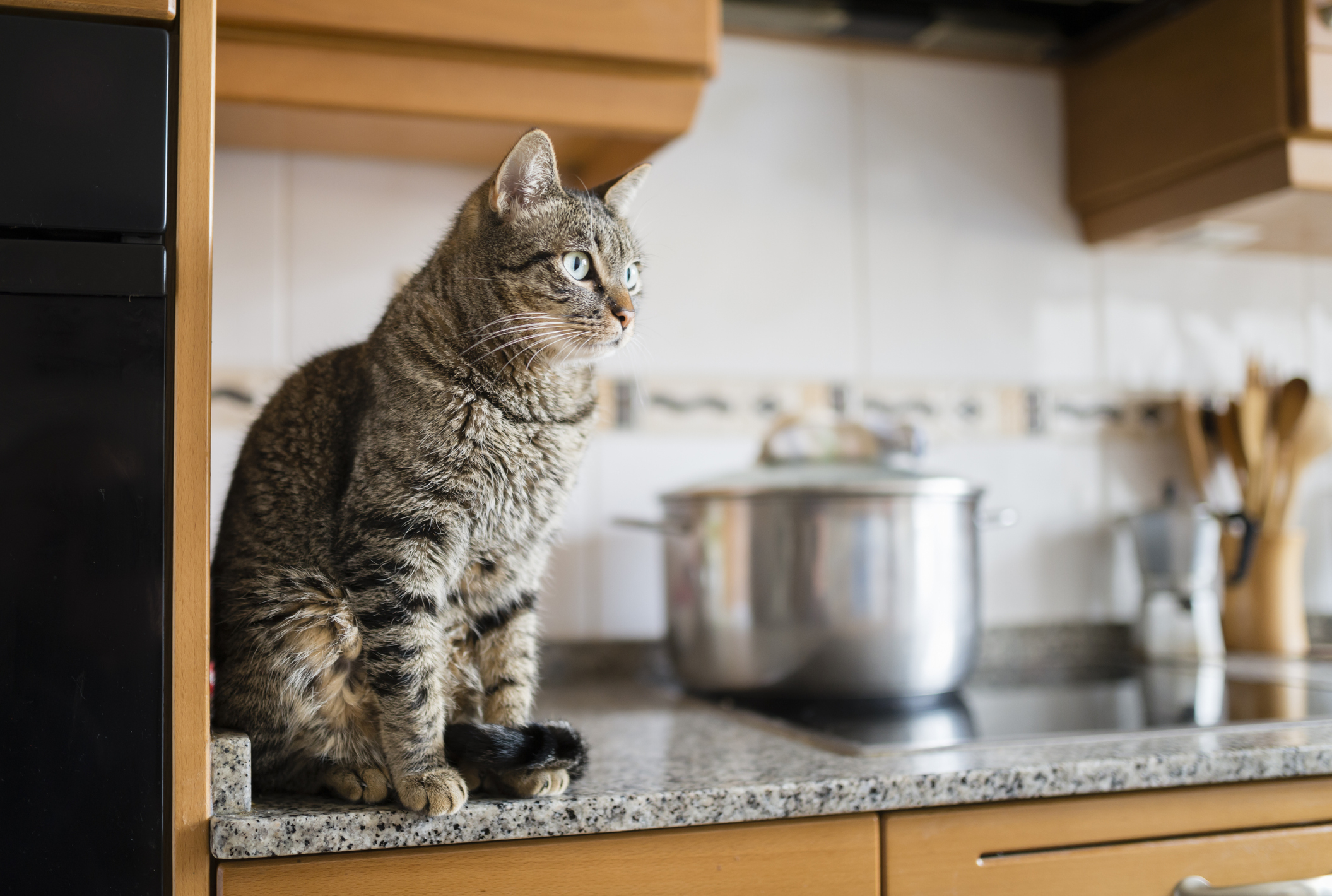 a gray cat sitting on a kitchen counter
