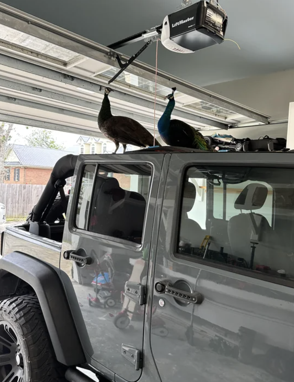 two peacocks on top of a jeep