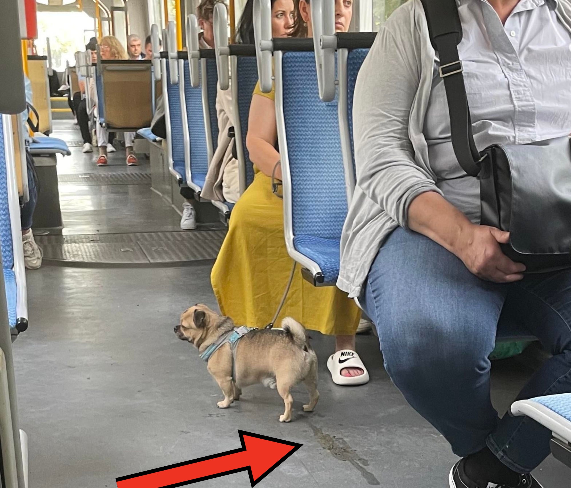 A dog peeing on the bus