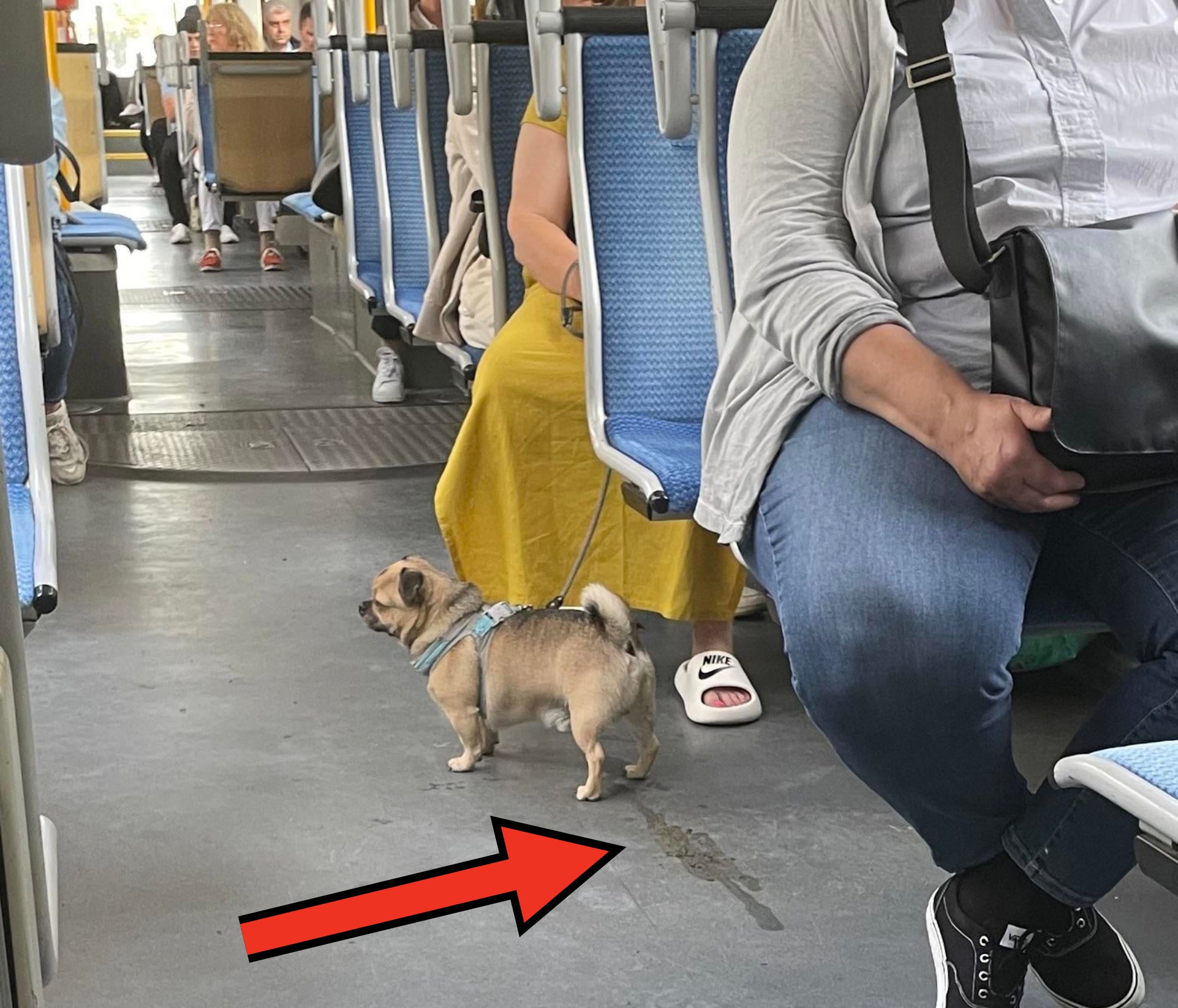 A dog peeing on the bus