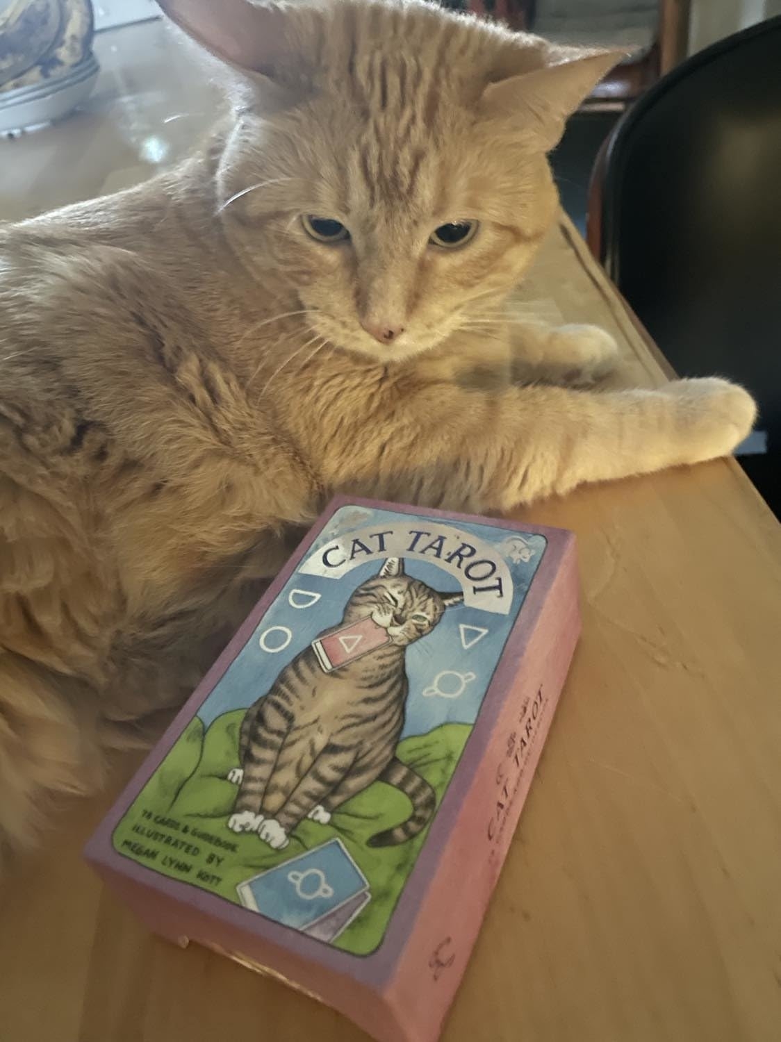 A cat laying next to a box of cat-themed Tarot cards