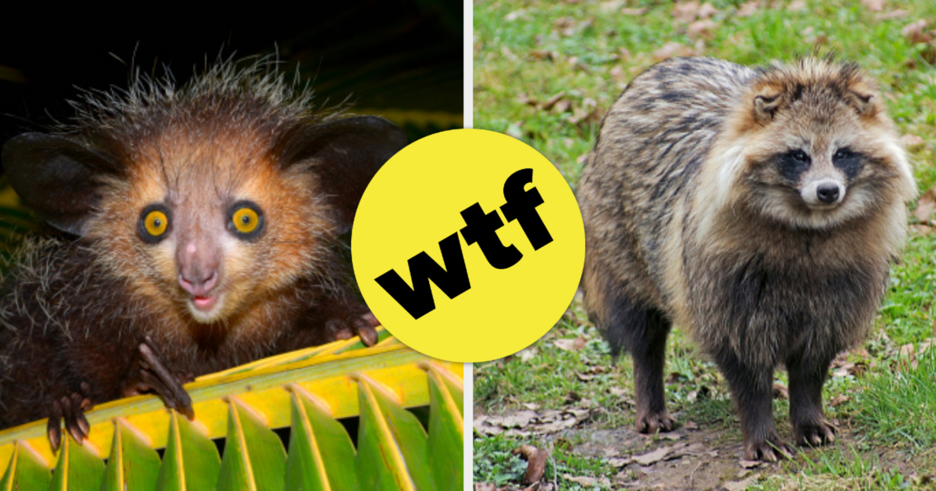 Unique Animals Identification Trivia Quiz