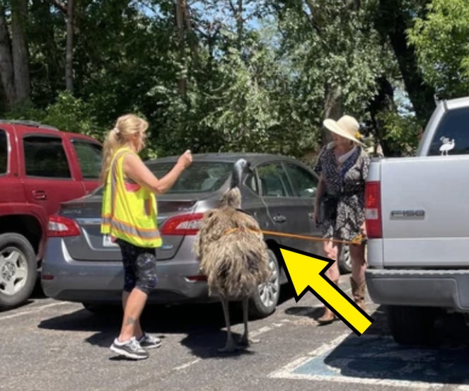 A woman is walking her emu