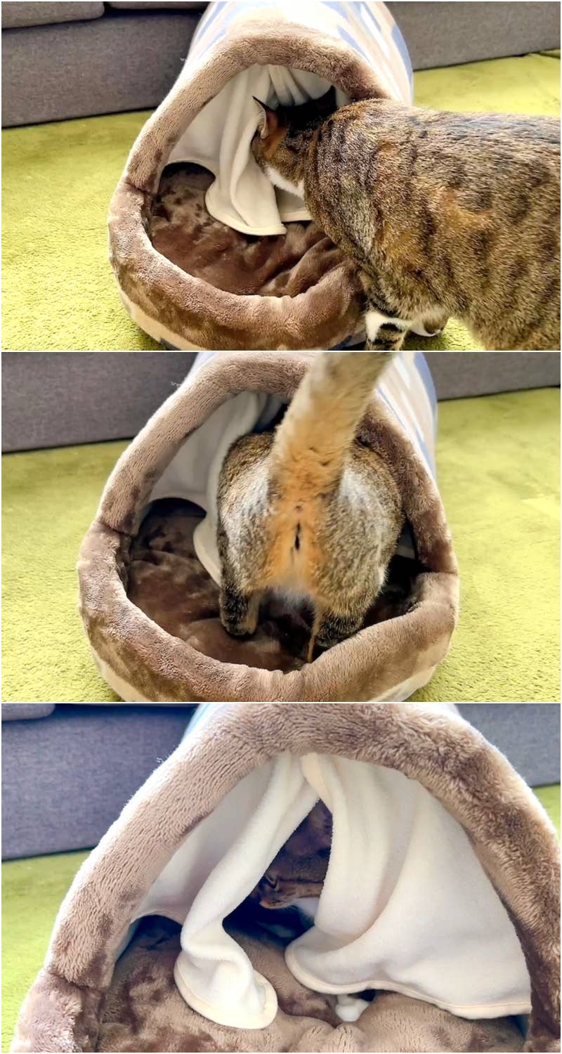 ペットの引きこもり報告」が続々…。カインズの《まるでこたつ