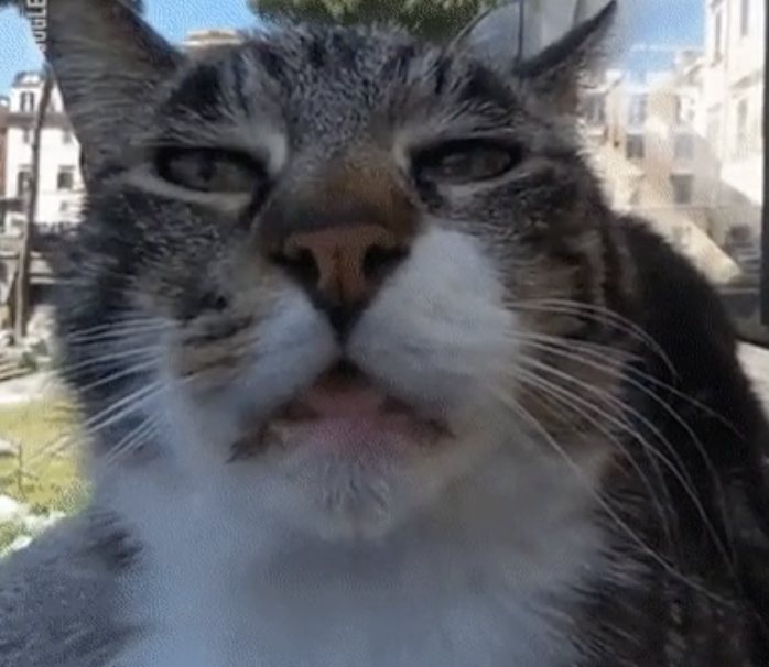 Closeup of a cat