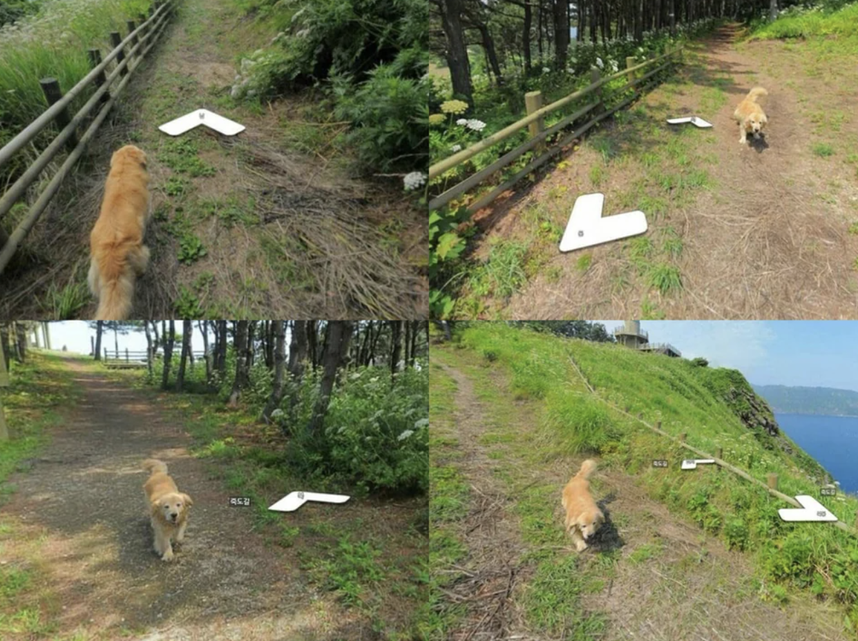 A Golden Retriever outside in nature