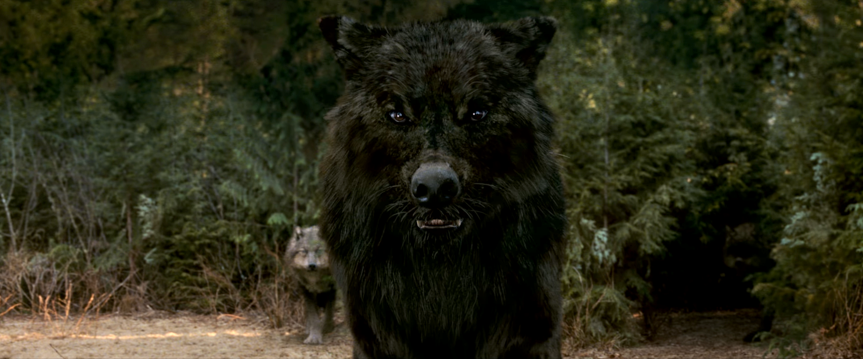 A huge black wolf